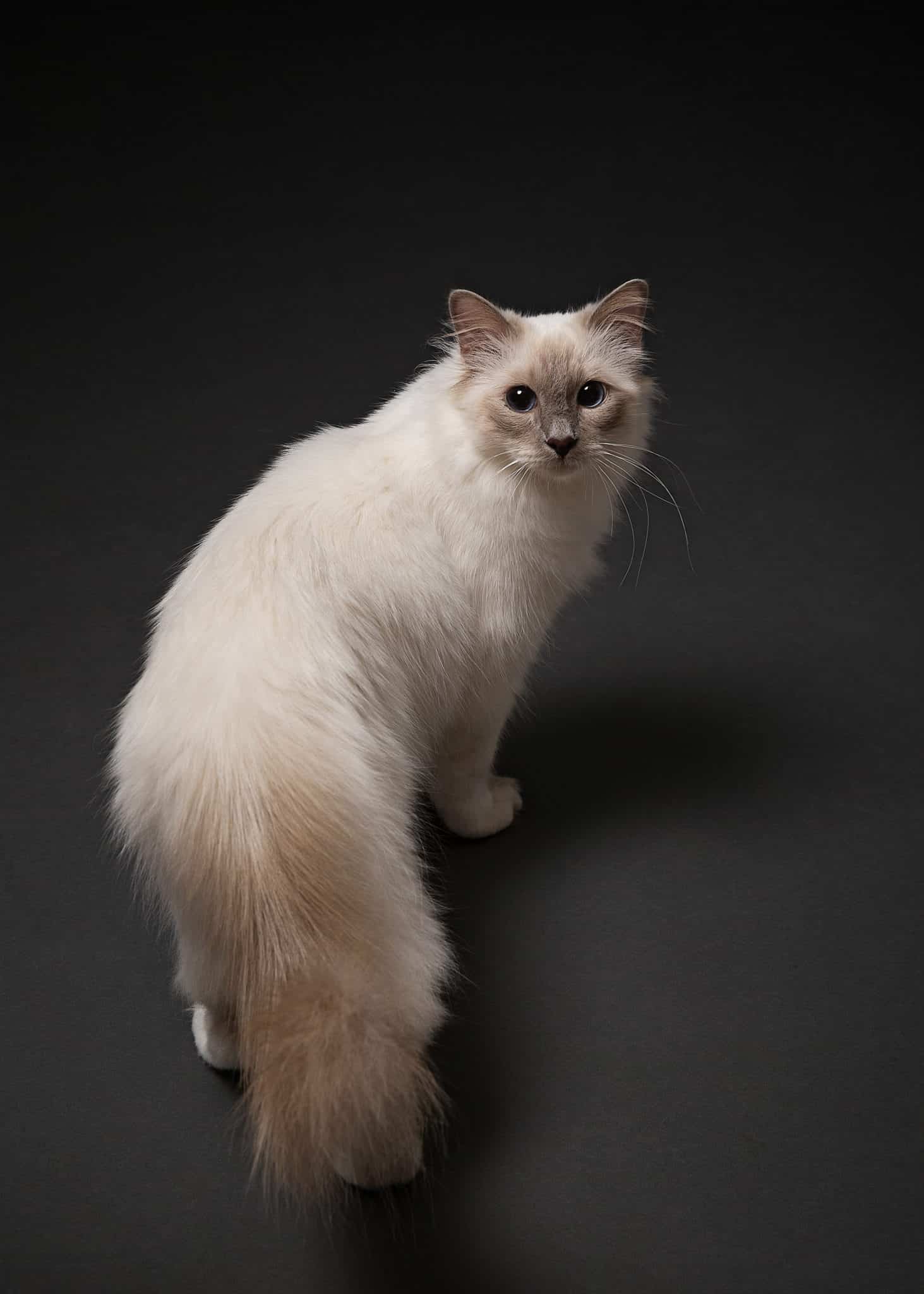 Portrait d'un chat, pris en photo par le Studio Bérengère, lors d'un shooting photo animaux de compagnie, Nos amis les bêtes.