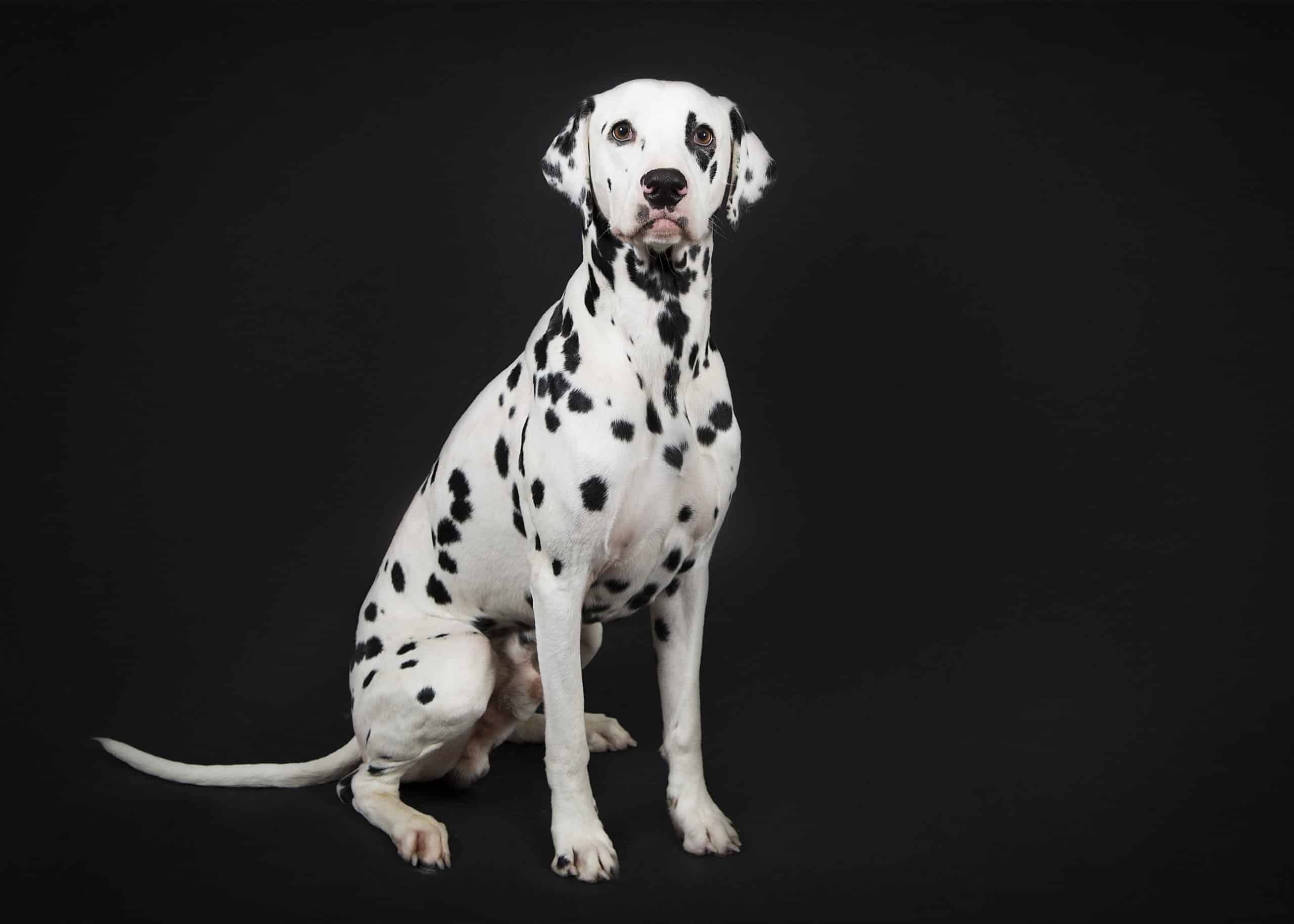 Portrait d'un chien, pris en photo par le Studio Bérengère, lors d'un shooting photo animaux de compagnie, Nos amis les bêtes.