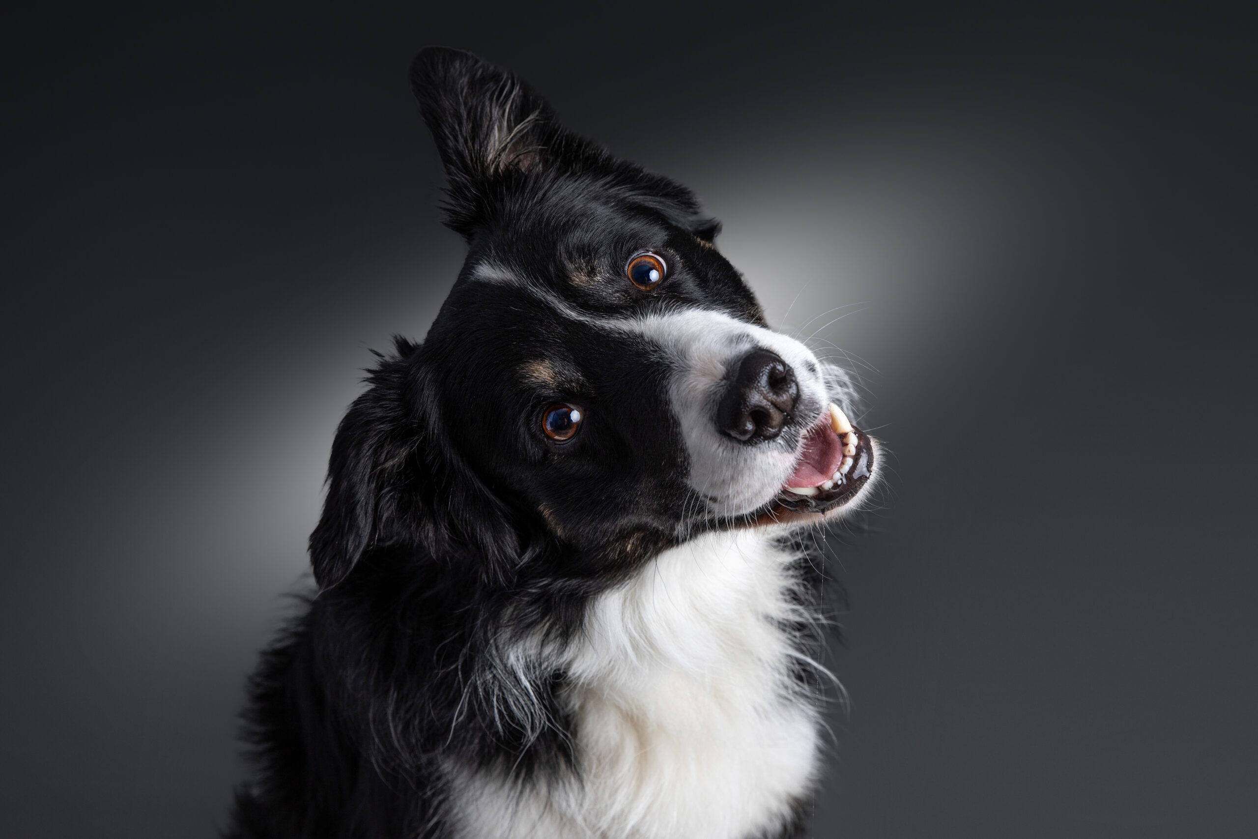 Séance photo "Nos amis les bêtes" avec un chien qui prend la pose, réalisée au Studio Bérengère à Montesson, dans les Yvelines.