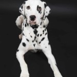 Portrait d'un chien, pris en photo par le Studio Bérengère, lors d'un shooting photo animaux de compagnie, Nos amis les bêtes.