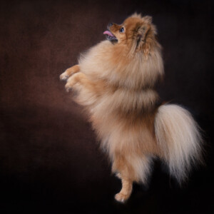 Séance photo animalier réalisée au Studio Bérengère à Montesson, dans les Yvelines.