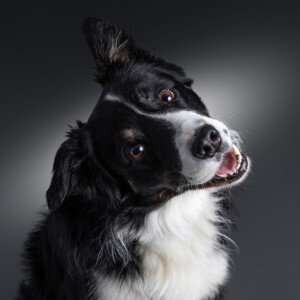 Séance photo "Nos amis les bêtes" avec un chien qui prend la pose, réalisée au Studio Bérengère à Montesson, dans les Yvelines.
