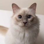 Portrait d'un chat, pris en photo par le Studio Bérengère, lors d'un shooting photo animaux de compagnie, Nos amis les bêtes.