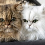 Portraits de deux chats, pris en photo par le Studio Bérengère, lors d'un shooting photo animaux de compagnie, Nos amis les bêtes.