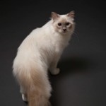 Portrait d'un chat, pris en photo par le Studio Bérengère, lors d'un shooting photo animaux de compagnie, Nos amis les bêtes.
