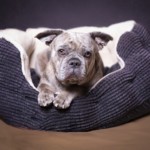 Portrait d'un chien dans sa panière, pris en photo par le Studio Bérengère, lors d'un shooting photo animaux de compagnie, Nos amis les bêtes.