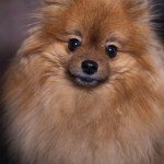 Portrait d'un chien, pris en photo par le Studio Bérengère, lors d'un shooting photo animaux de compagnie, Nos amis les bêtes.