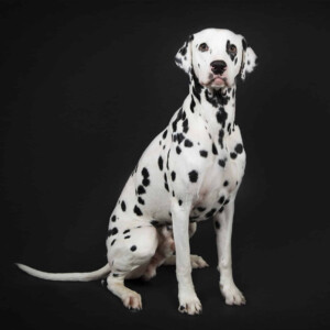 Séance photo "Nos amis les bêtes" avec un chien qui prend la pose, réalisée au Studio Bérengère à Montesson, dans les Yvelines.