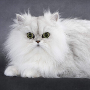 Séance photo "Nos amis les bêtes" avec un chat qui prend la pose, réalisée au Studio Bérengère à Montesson, dans les Yvelines.