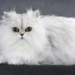 Portrait d'un chat, pris en photo par le Studio Bérengère, lors d'un shooting photo animaux de compagnie, Nos amis les bêtes.