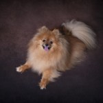 Portrait d'un chien, pris en photo par le Studio Bérengère, lors d'un shooting photo animaux de compagnie, Nos amis les bêtes.