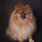 Portrait d'un chien, pris en photo par le Studio Bérengère, lors d'un shooting photo animaux de compagnie, Nos amis les bêtes.