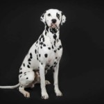 Portrait d'un chien, pris en photo par le Studio Bérengère, lors d'un shooting photo animaux de compagnie, Nos amis les bêtes.