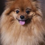 Portrait d'un chien, pris en photo par le Studio Bérengère, lors d'un shooting photo animaux de compagnie, Nos amis les bêtes.