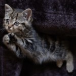 Un chaton, pris en photo par le Studio Bérengère, lors d'un shooting photo animaux de compagnie, Nos amis les bêtes.
