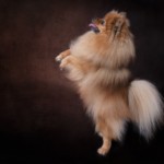 Un chien, pris en photo par le Studio Bérengère, lors d'un shooting photo animaux de compagnie, Nos amis les bêtes.