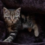 Un chaton, pris en photo par le Studio Bérengère, lors d'un shooting photo animaux de compagnie, Nos amis les bêtes.