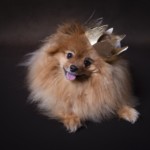 Un chien avec une couronne, pris en photo par le Studio Bérengère, lors d'un shooting photo animaux de compagnie, Nos amis les bêtes.